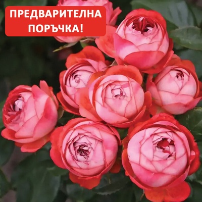 Kordes® Роза Pompeji® - Kordes®