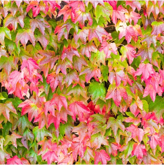 Prisavnik Trojcipy Prodej (prisavníku trojcípého, Parthenocissus tricuspidata, často širší, odborné poradenství) Prisavnik Trojcipy Prodej