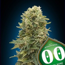 00 seeds Auto Afghan Mass XXL 0,3 % THC 5 ks Balenie: 3 ks