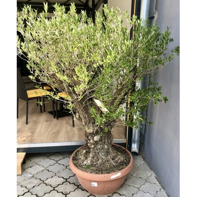Oliva európska (Olea Europaea) celková výška 130cm, obvod kmeňa 70cm