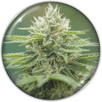 Medical Seeds Co. Eboshi CBG semienka neobsahujú THC 5 ks