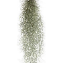 Tilandsie provazovkovitá, Tillandsia usneoides, závěs 45 - 50 cm dlouhý