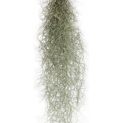 Tilandsie provazovkovitá, Tillandsia usneoides, závěs 45 - 50 cm dlouhý – Zboží Mobilmania