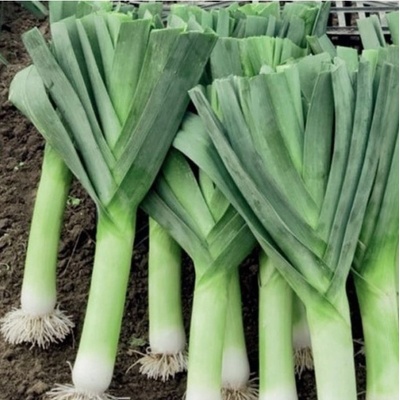 Pór Herbstriesen 2 - Allium porrum - predaj semien - 200 ks