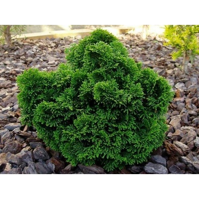 Cypruštek tupolistý Nana Gracilis, výška 10-20 cm, kvetináč 2 l