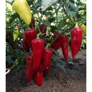 Paprika Sakura - Capsicum annuum - semena papriky - 30 ks
