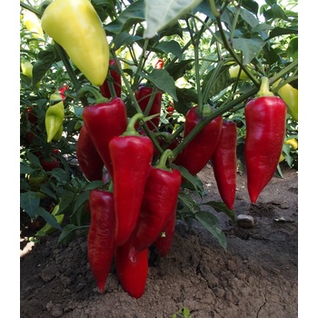 Paprika Sakura - Capsicum annuum - semena papriky - 30 ks