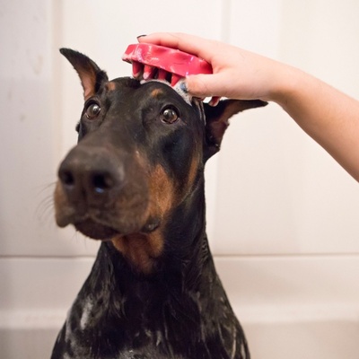 Kong Kartáč gumový ZoomGroom růžový L – Zboží Dáma