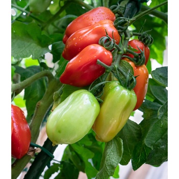 Paradajka San Marzano Gigante F1 - Solanum lycopersicum - semená paradajky - 8 ks