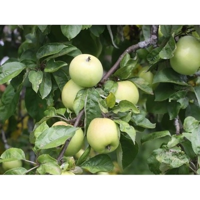 Jabloň domáca (Malus domestica) ´GRANNY SMITH´ - zimná, výška 120-150 cm - voľnokorenná