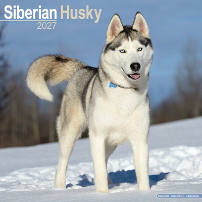 AVONSIDE Sibírsky husky, 30 x 30 cm 2027