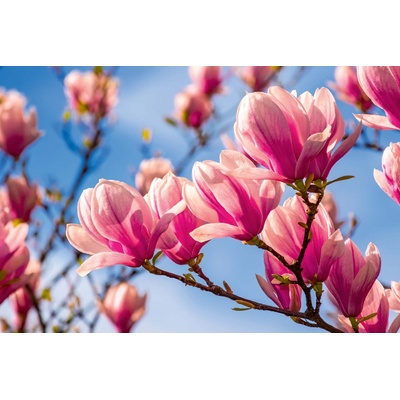 DIMEX ART Флизелинов фототапет магнолия 375 x 250 см