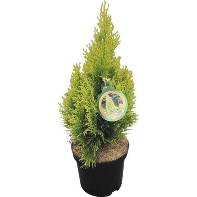 Tuja západná Thuja occidentalis 'Golden Smaragd' 20-30 cm kvetináč 2,5 l