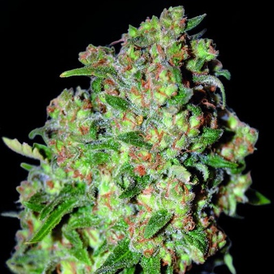 Advanced Seeds Critical semienka neobsahujú THC 100 ks