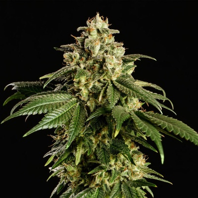 Kannabia Seeds Dream Sherbet semena neobsahují THC 3 ks
