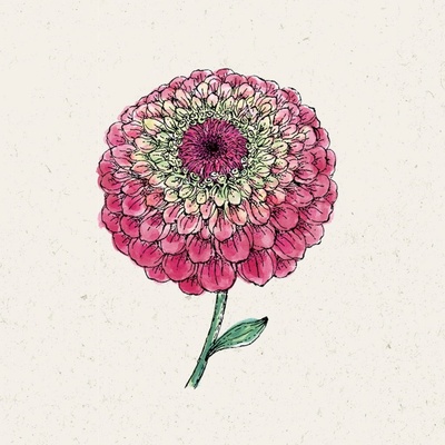 Jora Dahl Cínia pôvabná "Queen Red Lime" Zinnia elegans 1 bal.