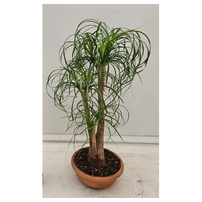 Slonia noha Beaucarnea recurvata Branched 25x60cm