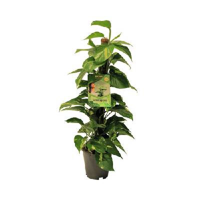 Šplhavnice žlutě panašovaná FloraSelf Scindapsus aureum výška 80-90 cm květináč Ø 19 cm