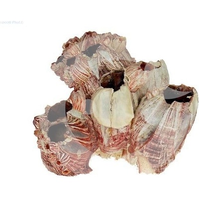 Macenauer mušle Barnacle 10-15 cm
