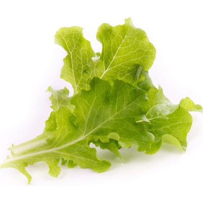 Veritable semenná vložka Lingot dubový šalát
