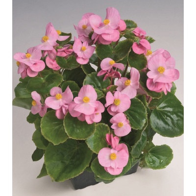 Begonie Super Olympia Rosa F1 - Begonia semperflorens - osivo begónie - 12 ks