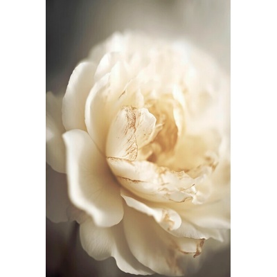 Plagát, Obraz - Peony in soft light, Treechild, 26.7 × 40 cm