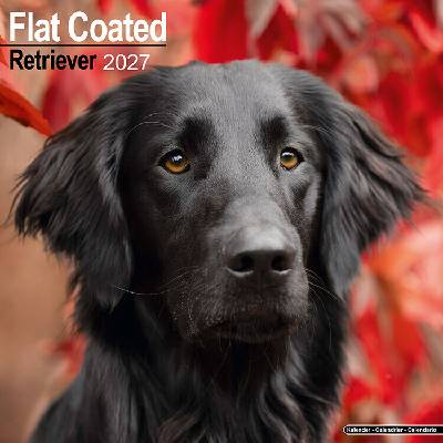 AVONSIDE Flat coated retriever, 30 x 30 cm 2027
