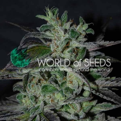 World of Seeds Strawberry Blue Early Harvest semienka neobsahujú THC 12 ks
