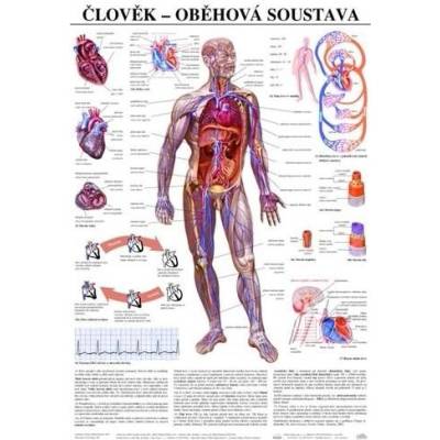 Schéma - lidská oběhová soustava - CZ - 67x96 cm
