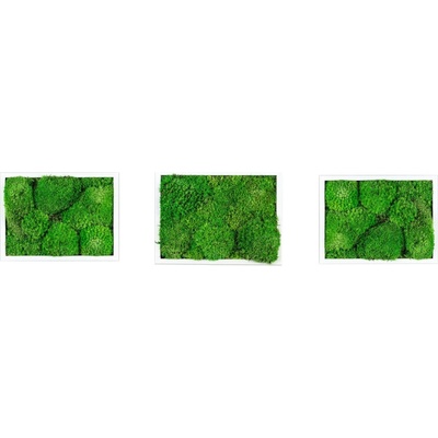 Gardners Set 3 mechových obrazů 13x18 z kopečkového mechu, bílá