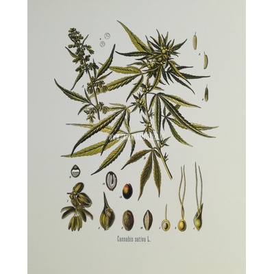 Obrázek na uměleckém papíru Cannabis 31 cm x 41 cm