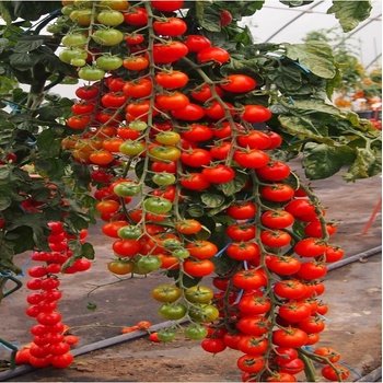Paradajka Charmant F1 - Solanum lycopersicum - semená paradajky - 10 ks