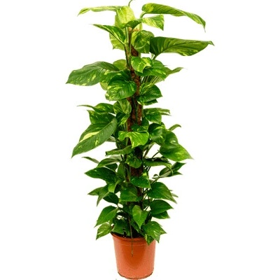 Scindapsus (Epipremnum) pinn. on moss-pole stlp 24x120 cm