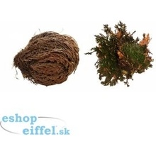 Lucky Reptile Rose of Jericho rastliny