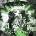 Yeat - 2 Alive (Geek Pack) (Leaf Green Coloured) (2 LP) (602445797943)