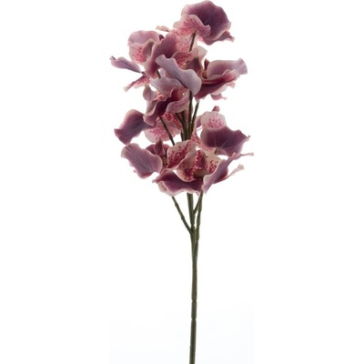 Člunatec (Cymbidium) starorůžová V76 cm