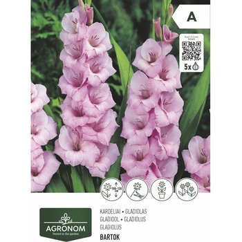 Seklos Гладиола роза - 5 бр луковицa