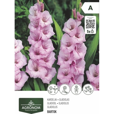 Seklos Гладиола роза - 5 бр луковицa