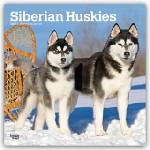 Browntrout Verlags GmbH Siberian Huskies - Siberian Husky 2027 - 16-Monatskalender | BrownTrout Publishers Inc