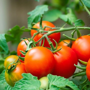 Paradajka Dalimil - kríčková paradajka - Solanum lycopersicum - predaj semien rajčiaka - 0,1 g