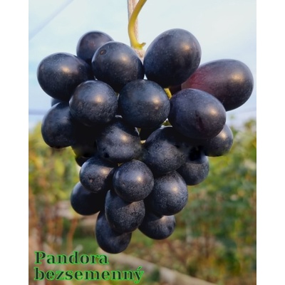 Vinič Pandora bez semien novinka najväčšia modrá bezsemenná odroda PROMO