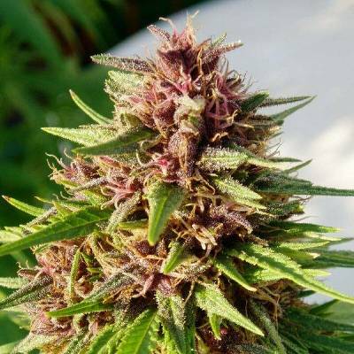 Ace Seeds Erdpurt semena neobsahují THC 3 ks