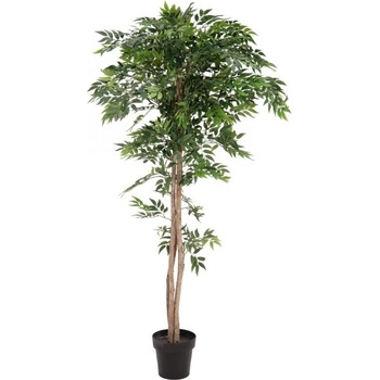 Ficus longifolia, 165cm