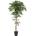 Ficus longifolia, 165cm