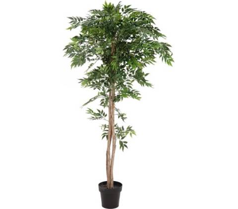 Ficus longifolia, 165cm