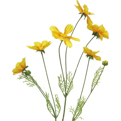 Krásenka - Cosmos bipinatus Orion zlutý V92 cm
