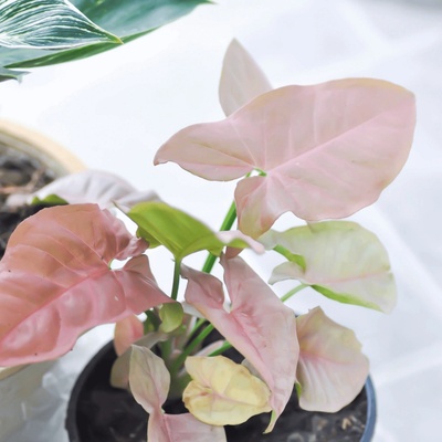 Syngonium podophyllum Neon Robusta baby