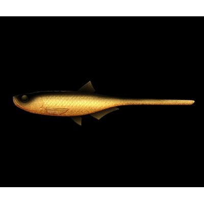 Libra Lures Gumová nástraha Bleak Slug Tail 8,2″ 21cm 35g - Gold 009