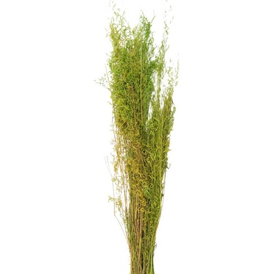 Dekorace sušená květina Zelená 90 cm (50 gr) – 90 cm