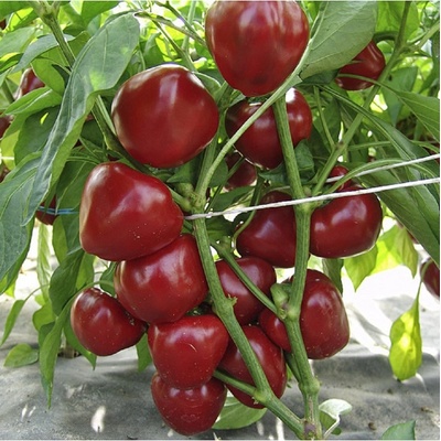 Paprika rajčatová Dumas - Capsicum annuum - semena papriky - 15 ks – Zboží Dáma